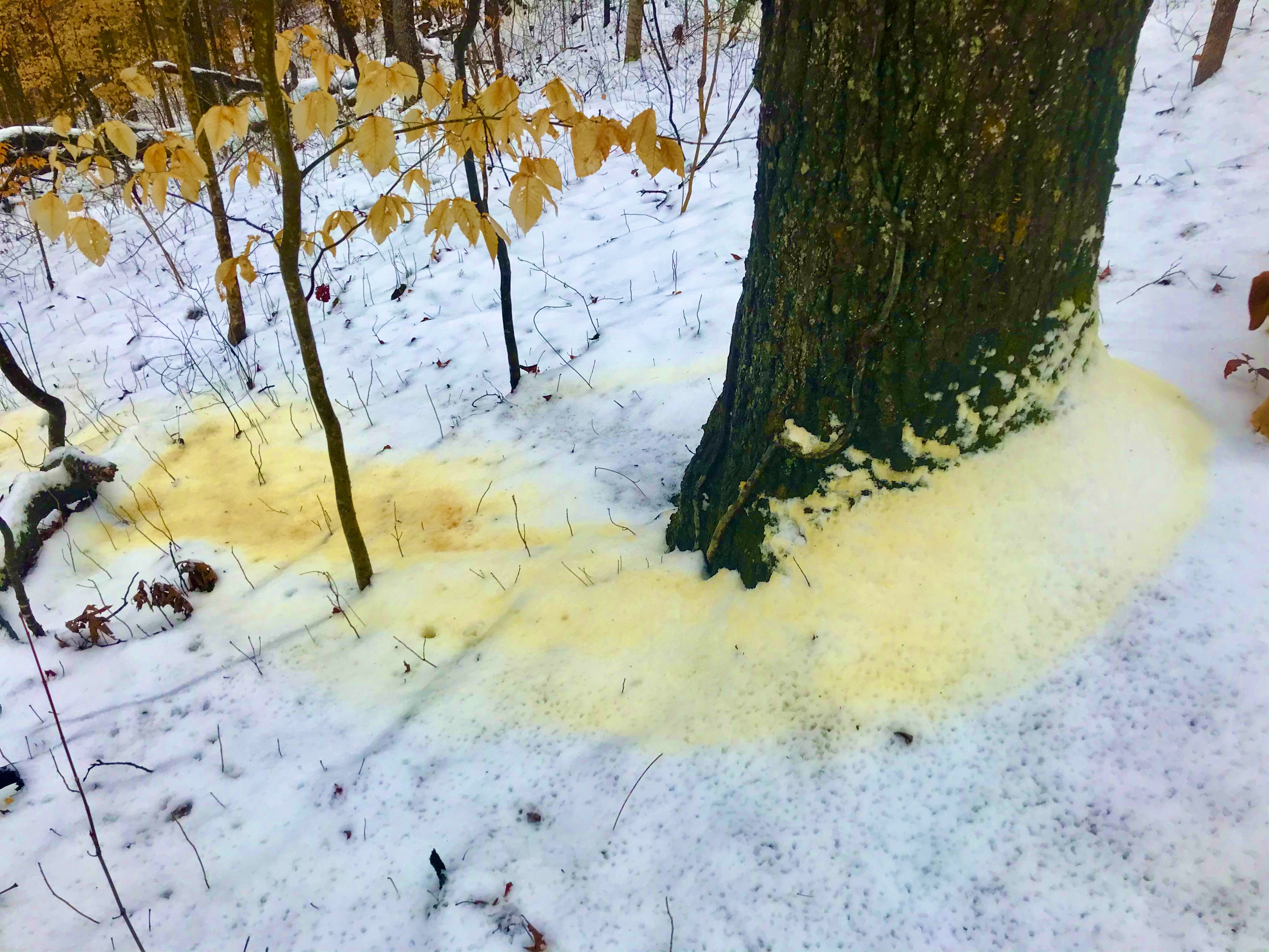 Snow Colors Beyond Yellow | Historic Union County